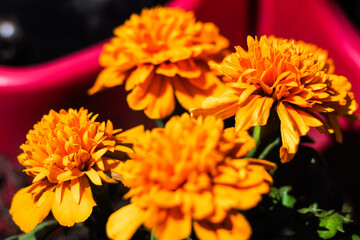 Macro de pétales de fleurs