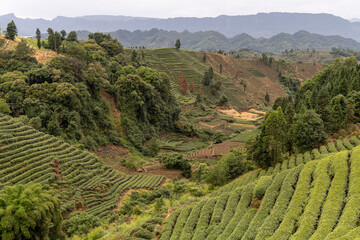 Aerial drone view on agricultural areas, tea plantations in Sichuan province, China