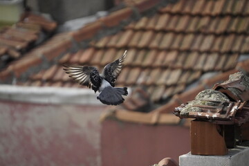 T&uuml;rkische Taube