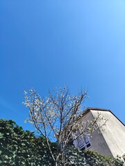 Artistic low angle shot of a white cherry blossom tree and a french house on blue sky background during a sunny day of summer spring