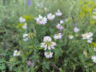 wild flowers in the field