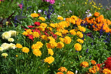 Fototapeta premium Sommerblumenbeet