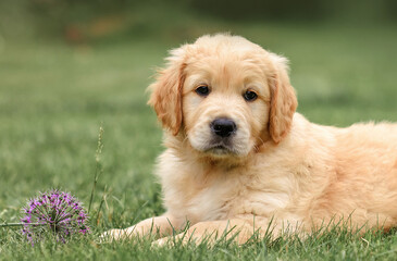 portrait of puppy dog ​​close up golden retriever labrador isolated