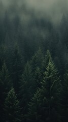 Fototapeta premium Deep pine forest outdoors woodland nature.