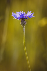 Cornflowers . Field plants on a sunny day in June . Close-up of a flower, blurred background .