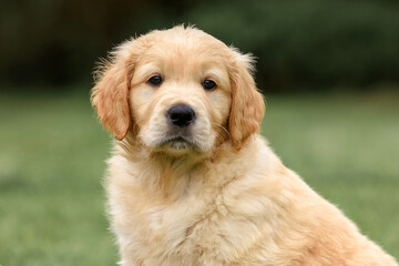 portrait of puppy dog ​​close up golden retriever labrador isolated