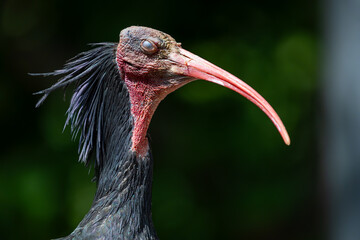 Naklejka premium Northern Bald Ibis
