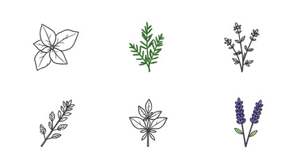 Set of 5 minimalistic linear icons of culinary herbs (basil, rosemary, mint, thyme, lavender).