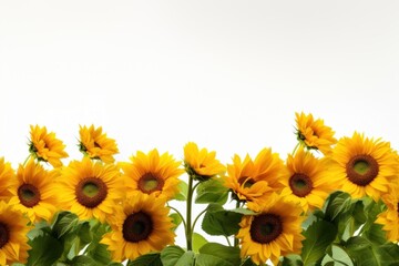 Fototapeta premium Vibrant sunflowers against white background