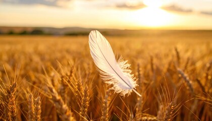 Obraz premium Feathered dream amidst a golden wheat field bathed in the sunset light