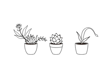 Set of 4 monolinear succulent plants (aloe, echeveria, haworthia, snake plant) in minimalist pots.