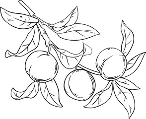 Peach Fruits on Branch  Outline Illustration.
