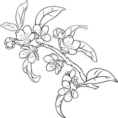 Peach Flowers on Branch  Outline Illustration.
