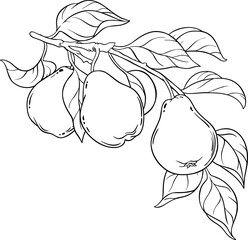 Pear Fruit Outline Illustration.

