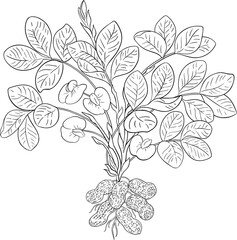 Peanut Plant with Flowers, Nuts and Leaves Outline Illustration. Organic natural nutritional healthy food ingredient, vegetarian diet product.
