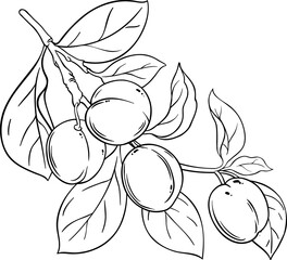 Plum Fruit Branch Outline Illustration.
