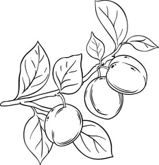 Plum Fruit Branch Outline Illustration.
