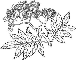 Rowan Branch with Flowers and Leaves Outlibe Illustration.
