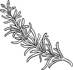 osemary Branch with Leaves Outline Illustration. Essential oil ingredient for cosmetics, spa, aromatherapy. Organic natural nutritional spice.
