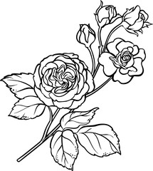 Rose Branch with Flowers and Leaves Outline Illustration.
