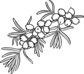 Sea buckthorn Branch with Berries and Leaves Outline Illustration
