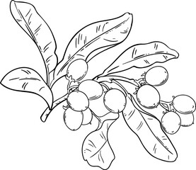 hea Branch with Nuts and Leaves Outline Illustration. Ingredient for cosmetics, spa, aromatherapy, health care, alternative medicine.
