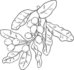 hea Branch with Nuts and Leaves Outline Illustration. Ingredient for cosmetics, spa, aromatherapy, health care, alternative medicine.
