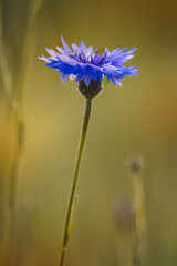 Cornflowers . Field plants on a sunny day in June . Close-up of a flower, blurred background .
