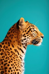Leopard side portrait profile wildlife cheetah animal.