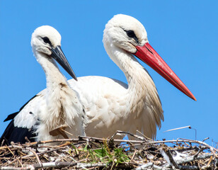Fototapeta premium A mother and baby storks with long beaks and black wing feathers are perched closely together in a large nest made of twigs, under a clear blue sky.