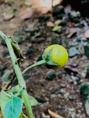 green leaves with nuts