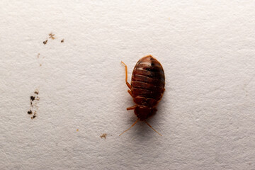 Bedbug