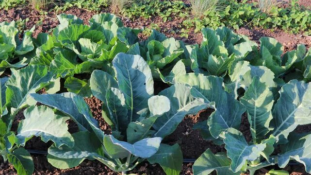 Green cabbage growing in fertile soil, displaying healthy vegetation and robust development during late stage cultivation on sustainable farmland