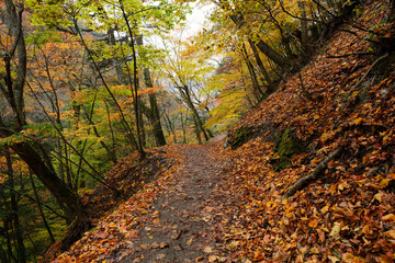 山道と紅葉。西沢渓谷の秋
Orange color Maple leaves in a trail, autumn time Japan
