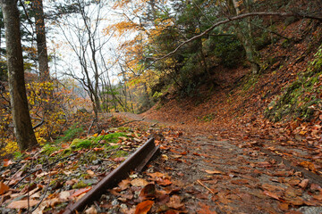山道と紅葉。軌道跡のレール。西沢渓谷の秋