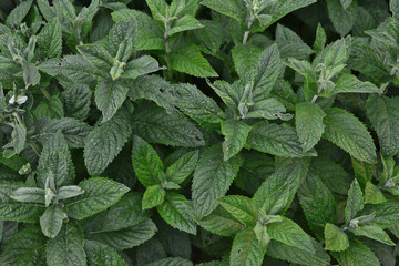 Close-up view of fresh green mint leaves © Irina