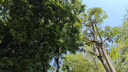 trees and blue sky