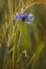 Cornflowers . Field plants on a sunny day in June . Close-up of a flower, blurred background .