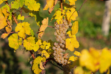 Weintraube am Rebstock