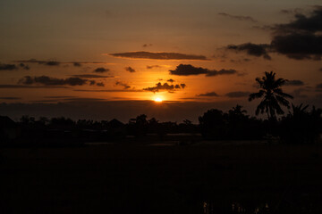 Golden Sunset Through Silhouetted Grass and Trees