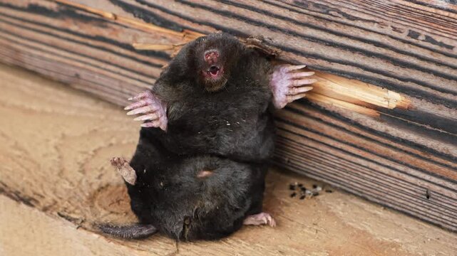 Animal humor. A mole sits on a wooden background as exhibit at a nature museum. Europaea talpa. Good mood. Concept of a great sense of humor or self-irony. Laughing snout with a big smile. Funny joke.
