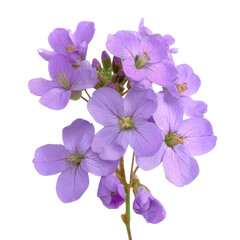 Delicate Lilac Bloom Radiating Soft Natural Beauty