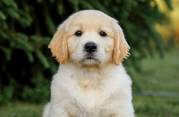 portrait of puppy dog ​​close up golden retriever labrador isolated