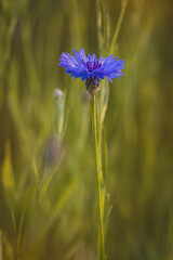 Cornflowers . Field plants on a sunny day in June . Close-up of a flower, blurred background .