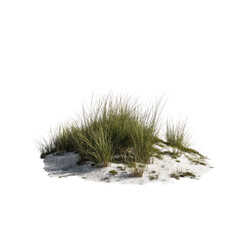 Peaceful Grass Tufts Standing on Sandy Soil