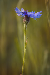 Cornflowers . Field plants on a sunny day in June . Close-up of a flower, blurred background .