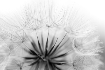 Jack-go-to-bed-at-noon or showy goat's-beard (Tragopogon pratensis) is a biennial plant. Macro close up
of filigree blowball with delicate details, black and white.