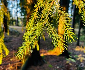 Pine branch in the evening sun. nature background