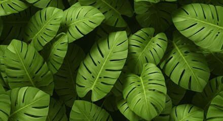 Seamless Tropical Monstera Leaf Pattern Background