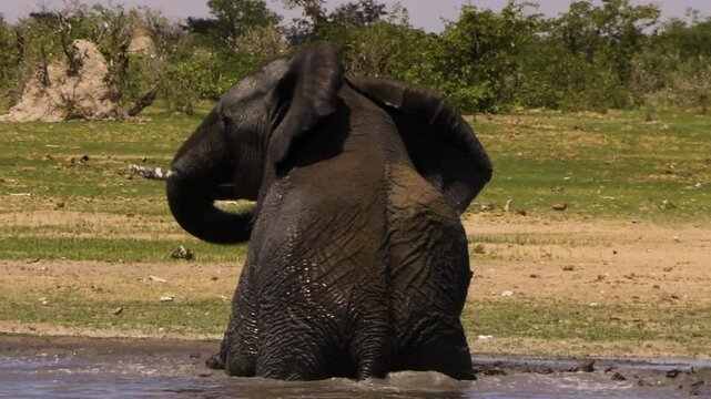 Slow-motion shot of a bull elephant rising from a mud bath. The massive male is still in the water, flailing his trunk back and forth.